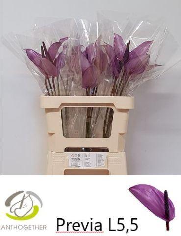 Anthurium Andreanum Grp Previa