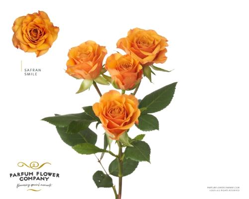 Rosa tros overig