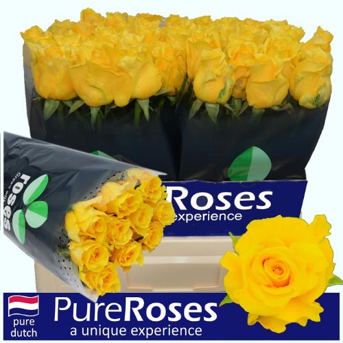 Rosa grootbloemig Palmares!