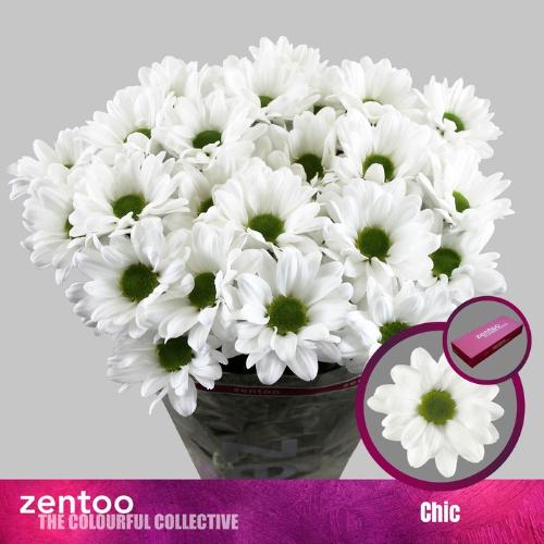Chrysanthemum Indicum Grp tros Chic