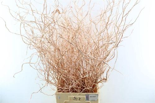 Salix kleurbehandeld H%