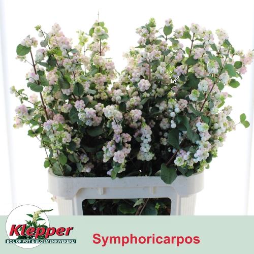 Symphoricarpos Magical Autumn Blush