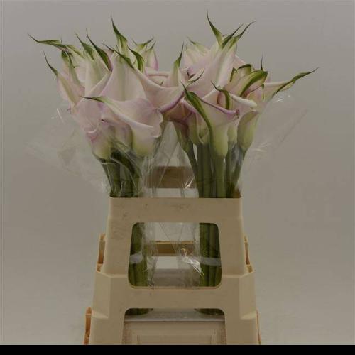 Zantedeschia Sweet Art