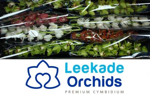 Cymbidium mini per tak gemengd
