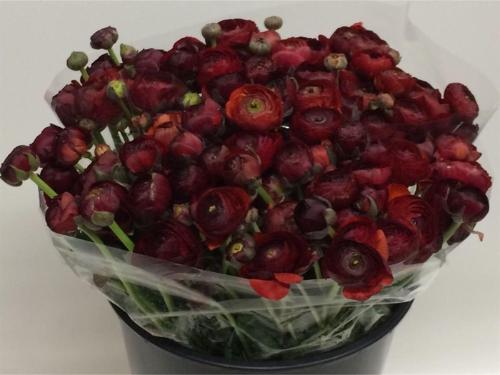 Ranunculus asiaticus 'Pauline Chocolat'