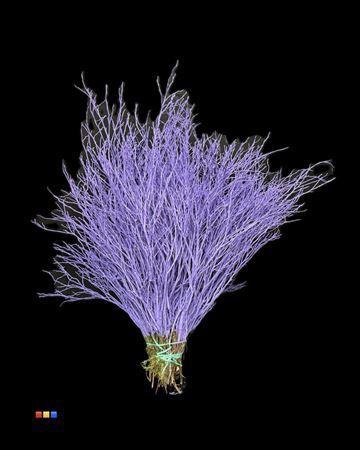 Vaccinium kleurbehandeld H%