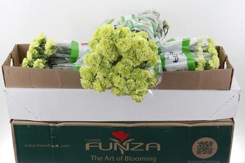 Dianthus standaard overig