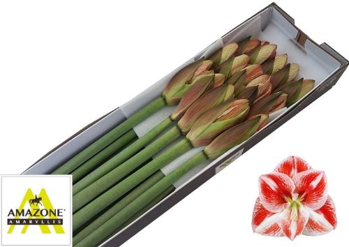 Hippeastrum Galaxy Grp 'Popov'