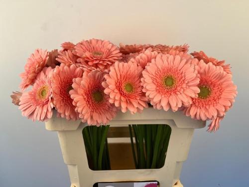 Gerbera mini Juna