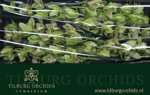 Cymbidium grootbloemig per tak 'Hans'