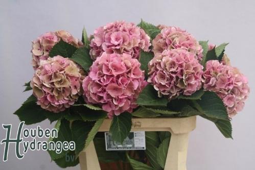 Hydrangea macrophylla 'Elbtal' (classic)