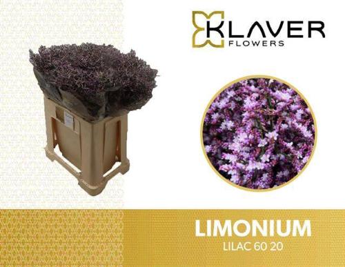 Limonium Safora Lilac