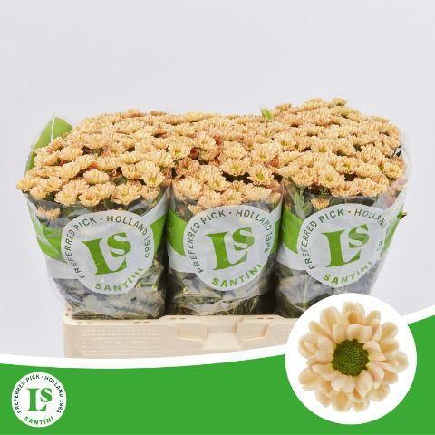 Chrysanthemum Indicum Grp tros santini 'Rossi Salmon'