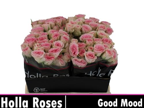 Rosa tros Good Mood