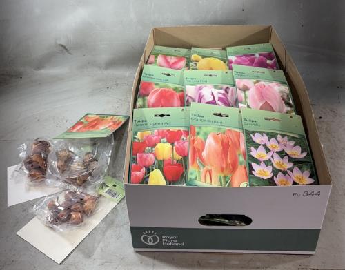 Tulipa (bol)