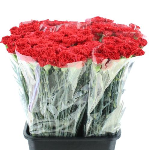 Dianthus standaard 'Arona'