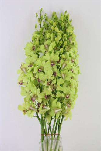 Dendrobium 'Boon Rana Jade'