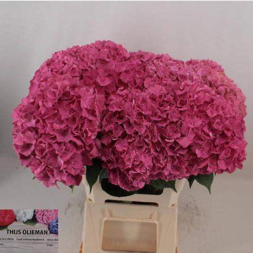 Hydrangea macrophylla Glowing Alps