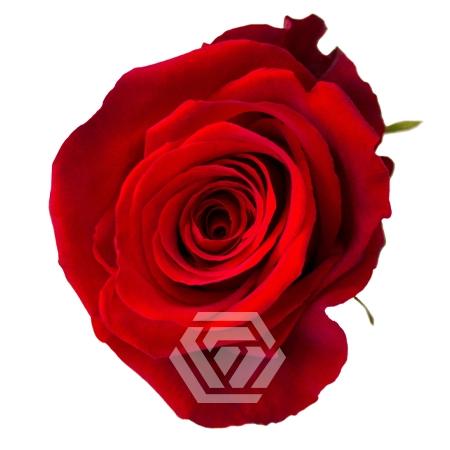 Rosa grootbloemig Fortune