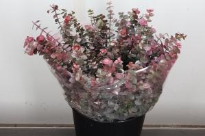Eucalyptus 'Baby Blue'