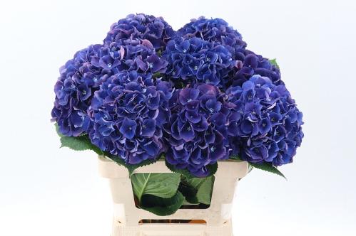 Hydrangea macrophylla Royal King
