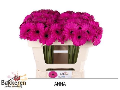 Gerbera mini Anna