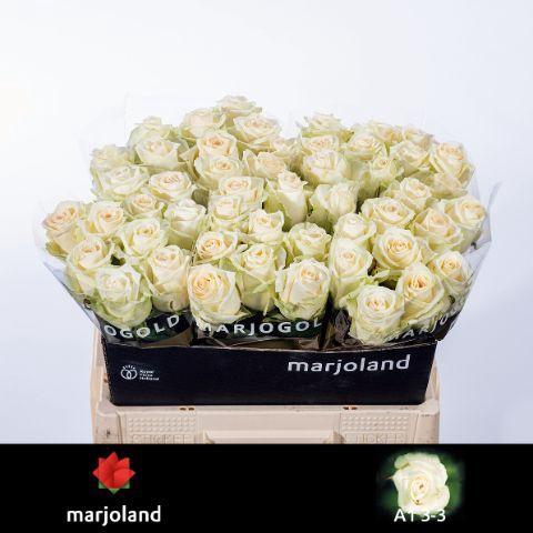 Rosa grootbloemig Dolomiti