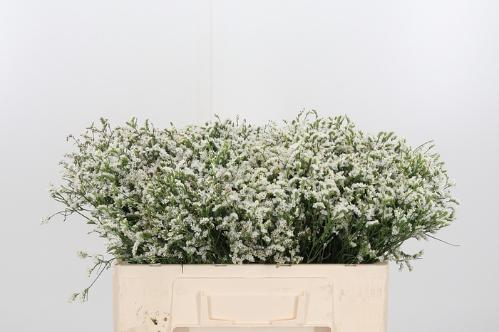 Limonium sinense Sensy Tip Top