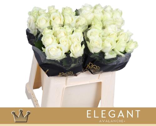 Rosa grootbloemig Avalanche+