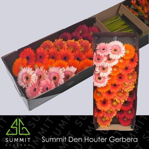 Gerbera mini gemengd op rij