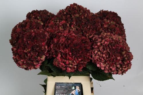 Hydrangea macrophylla Magical Rubyred (classic)