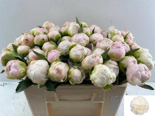 Paeonia Lactiflora Grp 'Moon over Barrington'