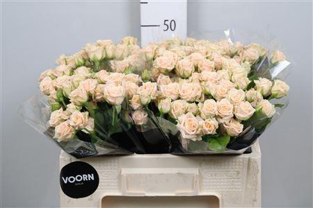 Rosa tros Tanja