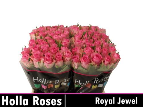 Rosa grootbloemig Royal Jewel