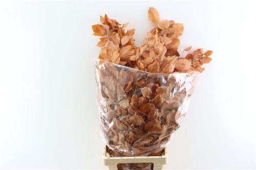 Decoratiegroen kleurbehandeld per bos H%