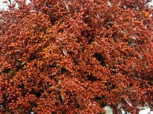 Solidago kleurbehandeld H%