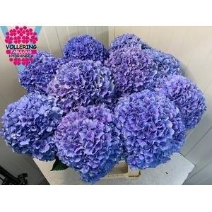 Hydrangea macrophylla Royal Pride