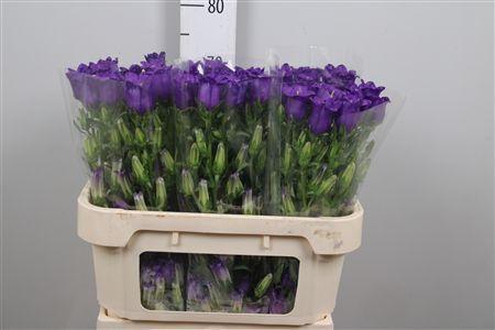 Campanula medium 'Champion Blue'