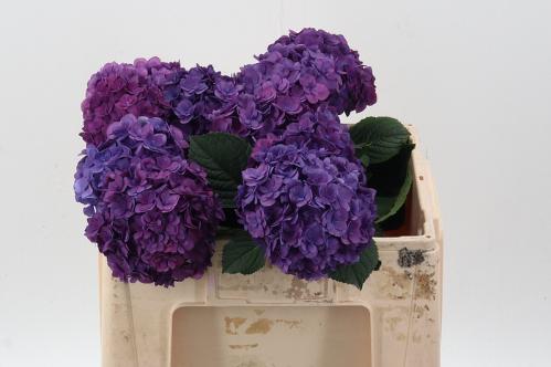 Hydrangea macrophylla Royal Anastasia (blauw)