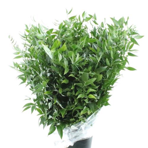Ruscus aculeatus per bos