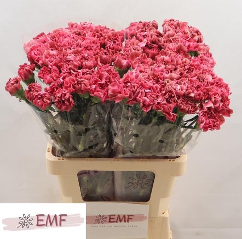 Dianthus standaard Miss Fabulous