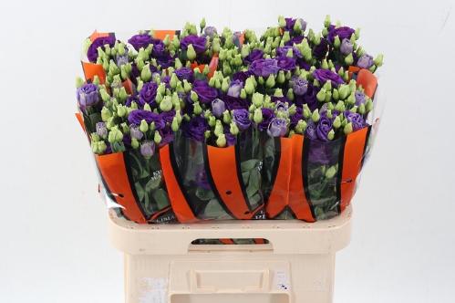 Eustoma russellianum gevuldbloemig 'Rosita Blue'