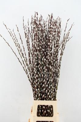 Salix Wilgenkatjes