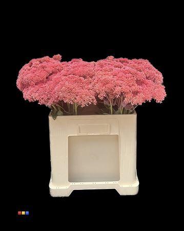 Sedum spectabile kleurbehandeld H%