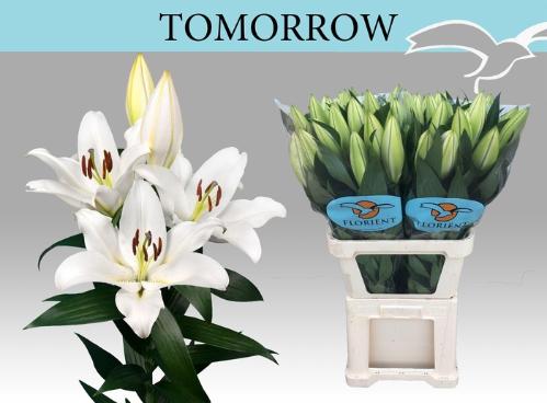 Lilium (OT-hybrids Grp) 'Tomorrow'