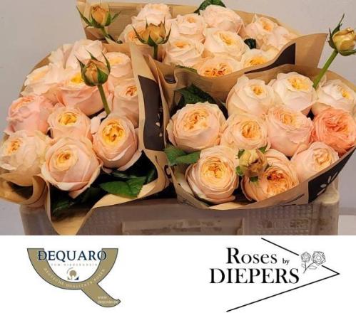 Rosa tros Chester Square