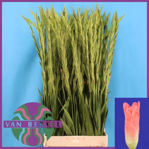 Gladiolus grootbloemig 'Karma'