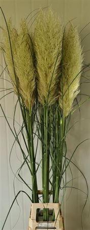 Cortaderia selloana 'Evita'