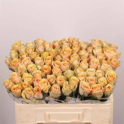 Rosa grootbloemig Avatar