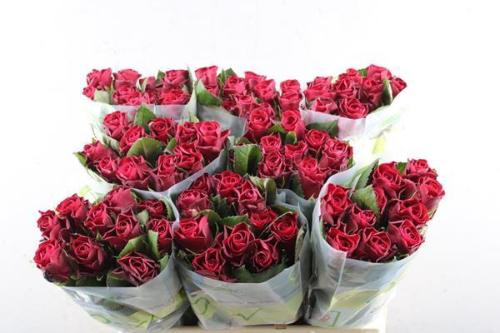 Rosa grootbloemig Red Tacazzi+